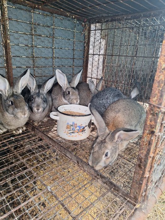 Продам кроликов от 1 до 6 месяцев — доступные цены!