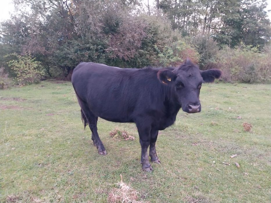 Vitele si juninci angus