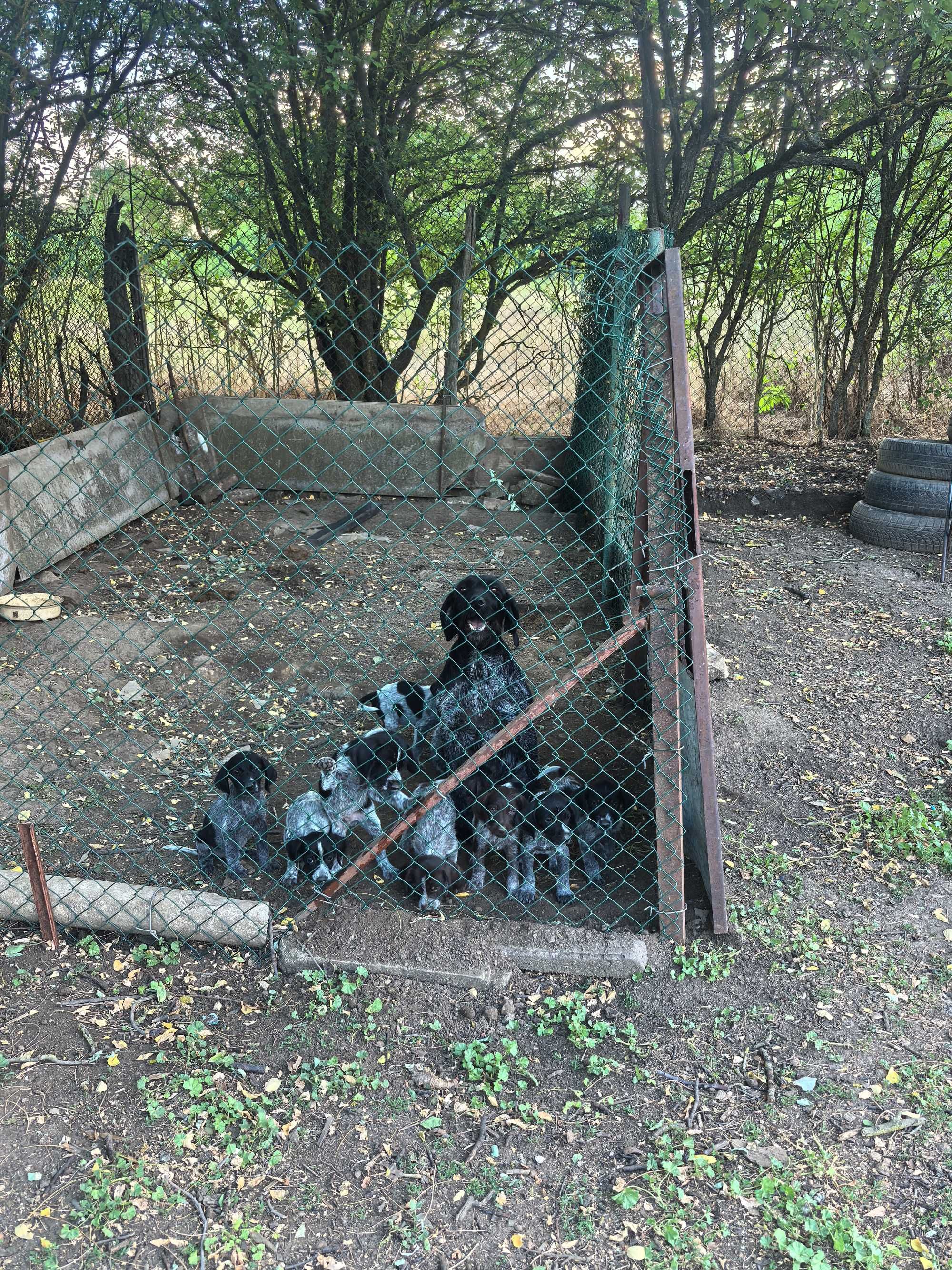 Дратхаартчета с първа ваксина