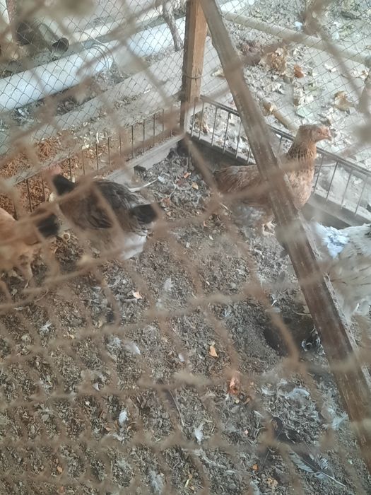 Товуклар сотилади