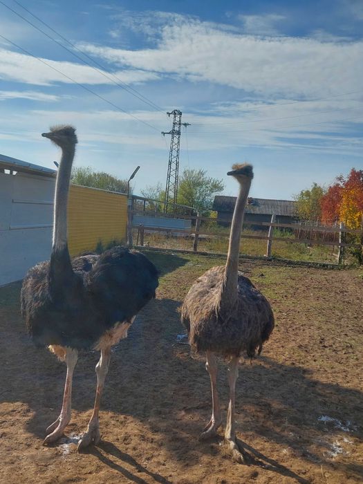 Щрауси мъжко и женско