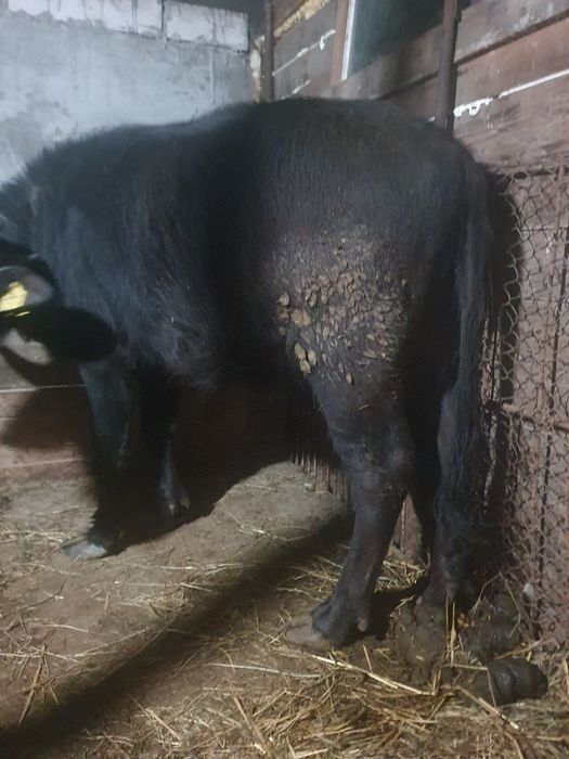 Vand juninca de bivol