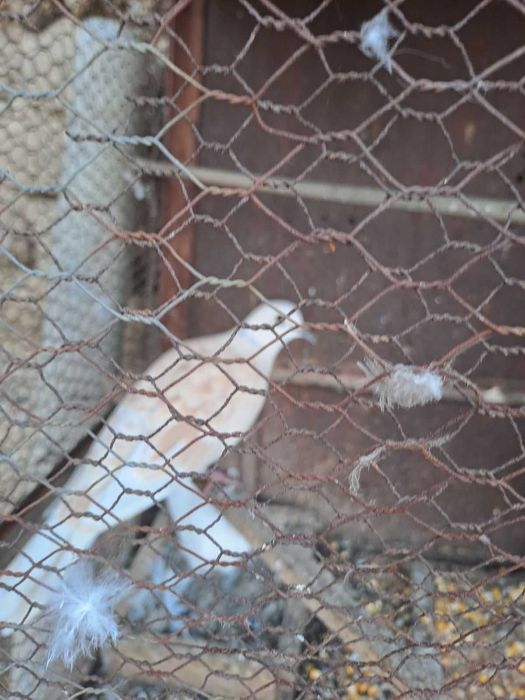 Гугутки и гълъби