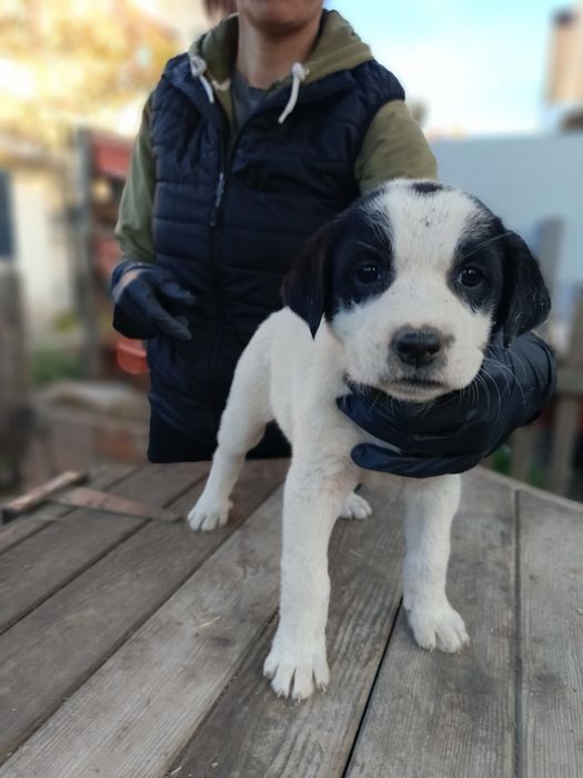 Подарявам кученца