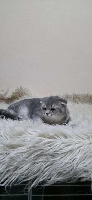 Prodayotsya Chistakrovniy paren