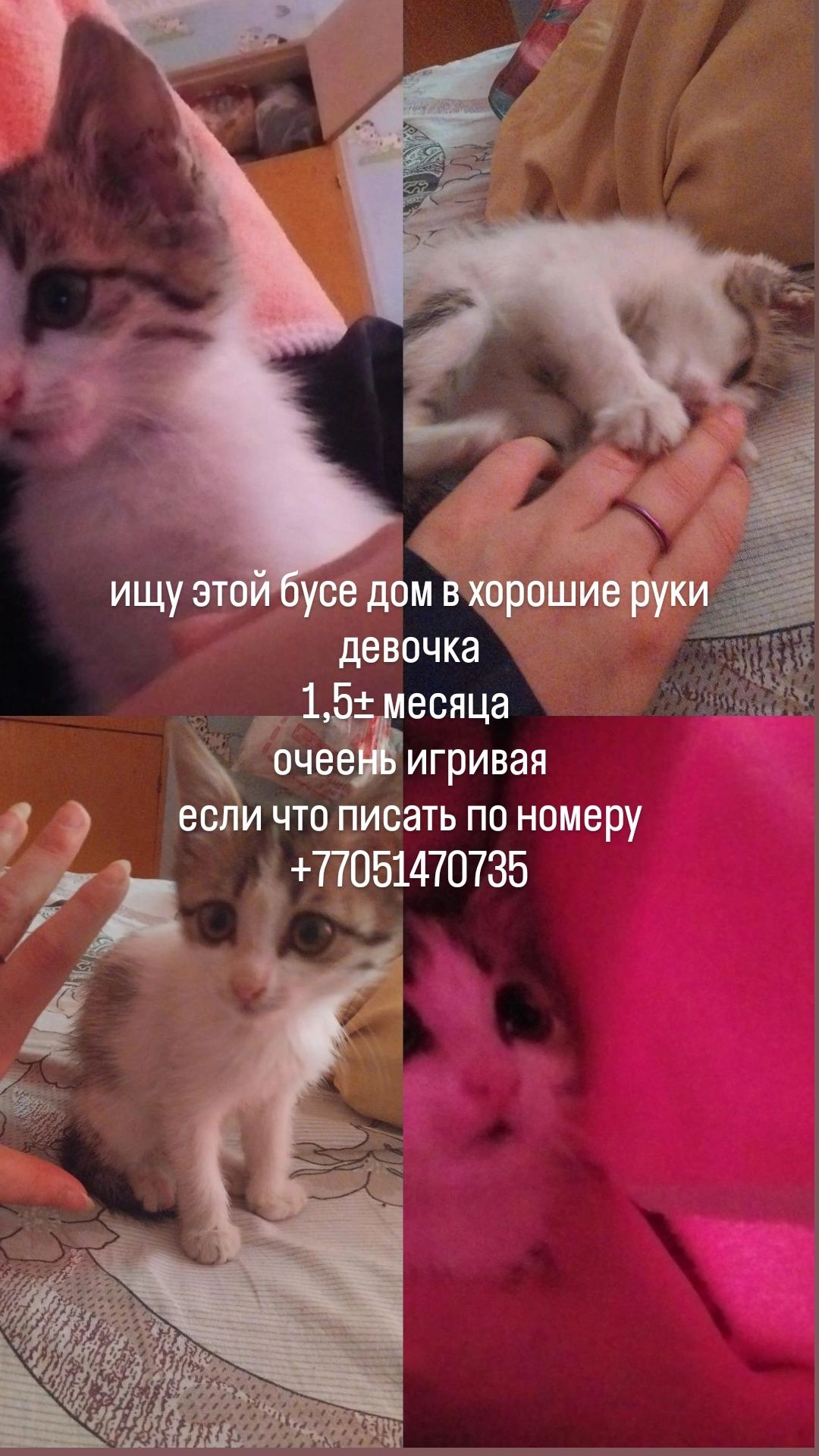 кошечка 1,5 месяца бесплатно