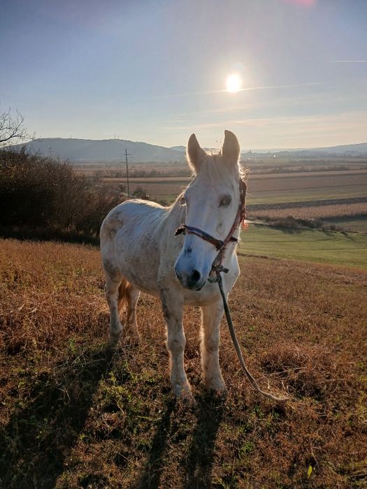 Vând sau schimb  cal cu alte animale