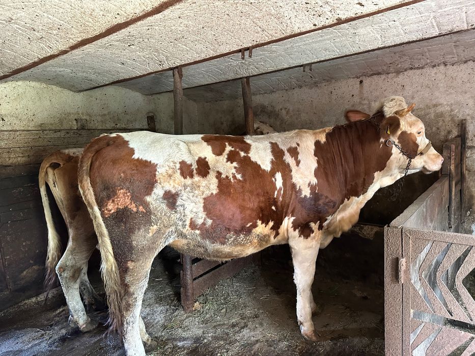 Junincă gestantă bălțată românească