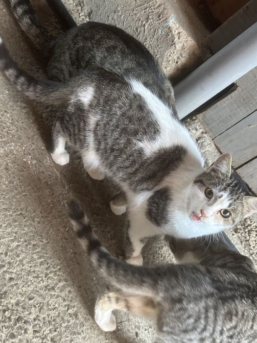 Donez 3 pisici,nu sunt de rasa dar sunt prietenoase