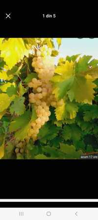 Vând struguri de vin diferite soiuri se transportă în toată țara