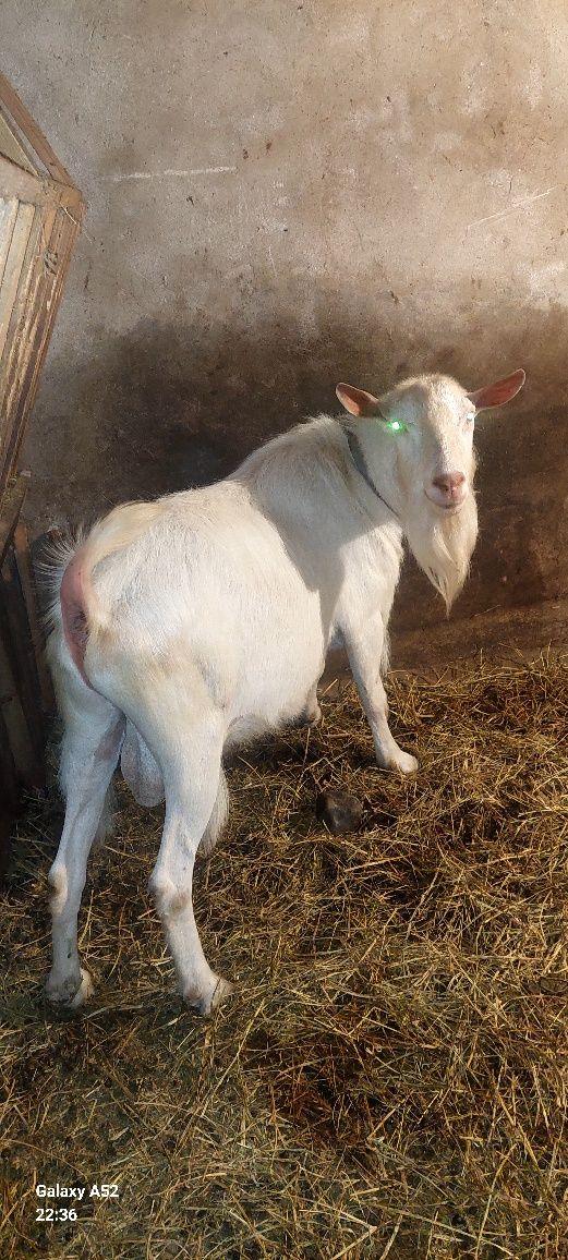 De vanzare, 1 țap  în vârstă de patru luni, rasa sannen .