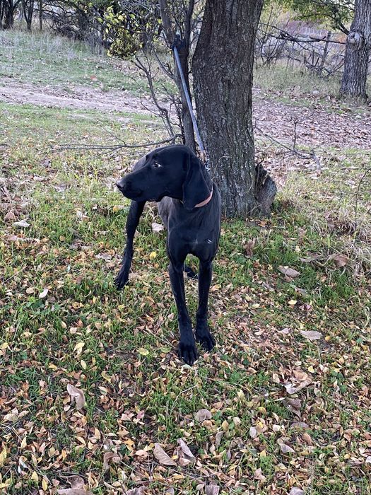 Курцхаар за трюфели