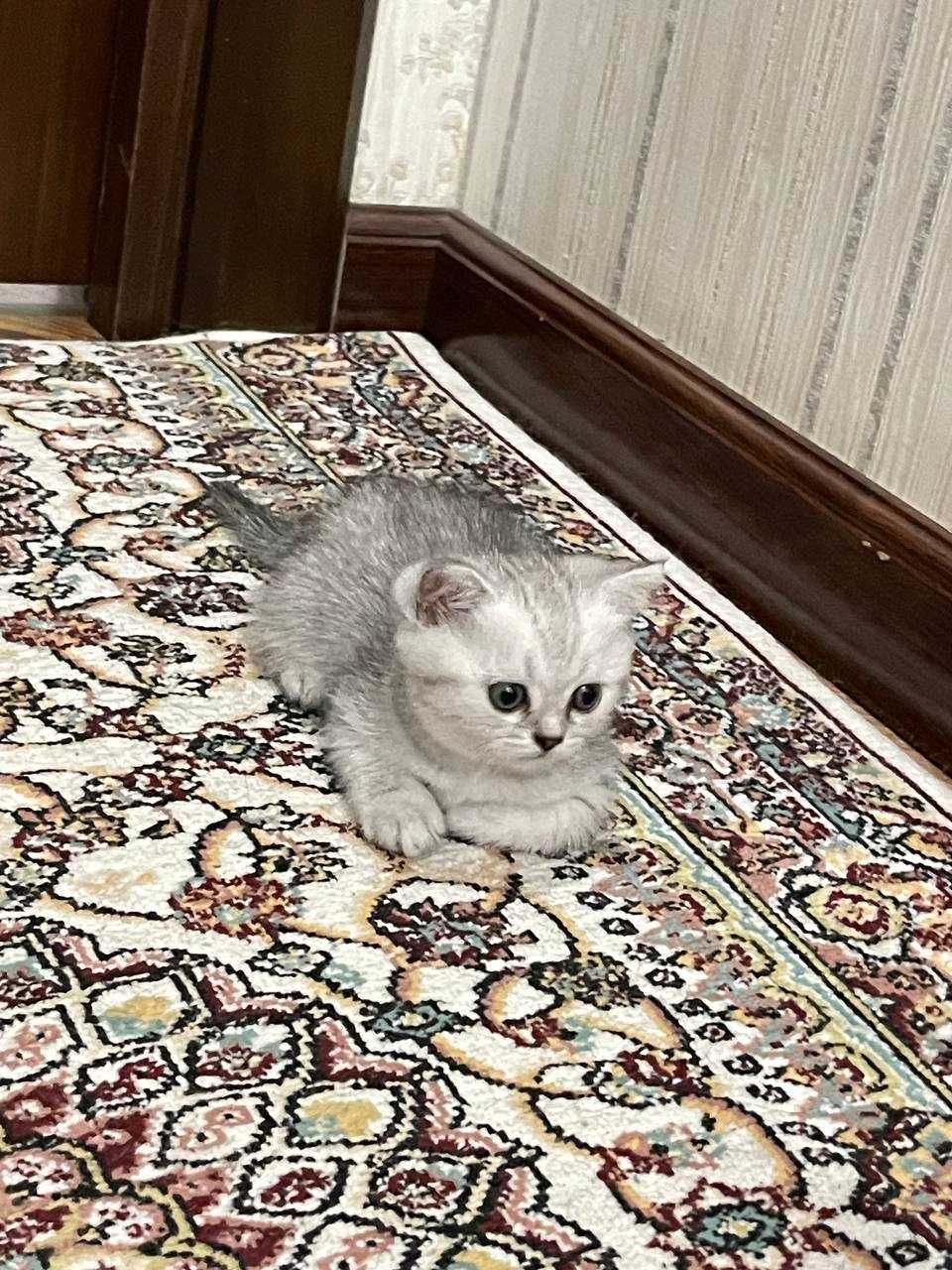 Скоттиш страйт котёнок