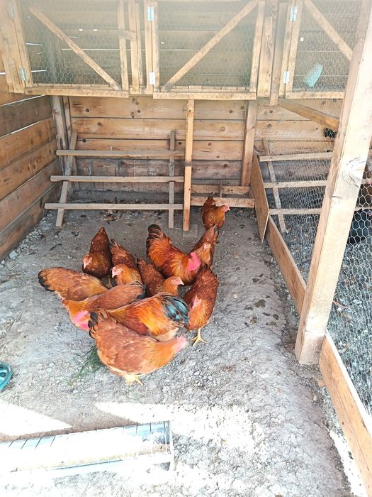 Găini,tineret  New Hampshire