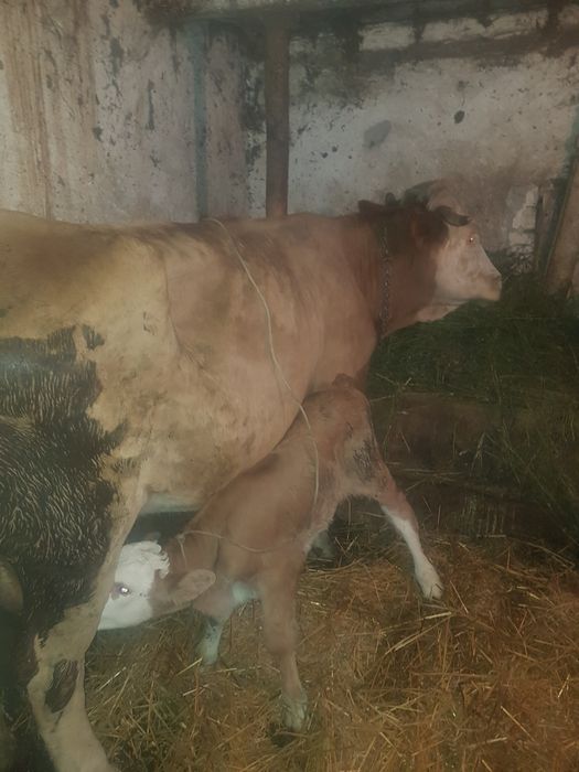 Vaca cu vițel tauras