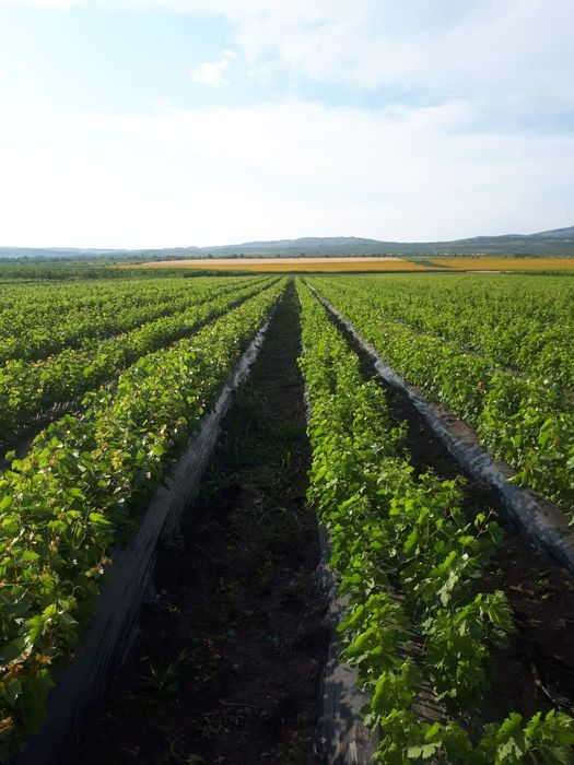 Butași vita de vie altoita anul 2 și anul 3