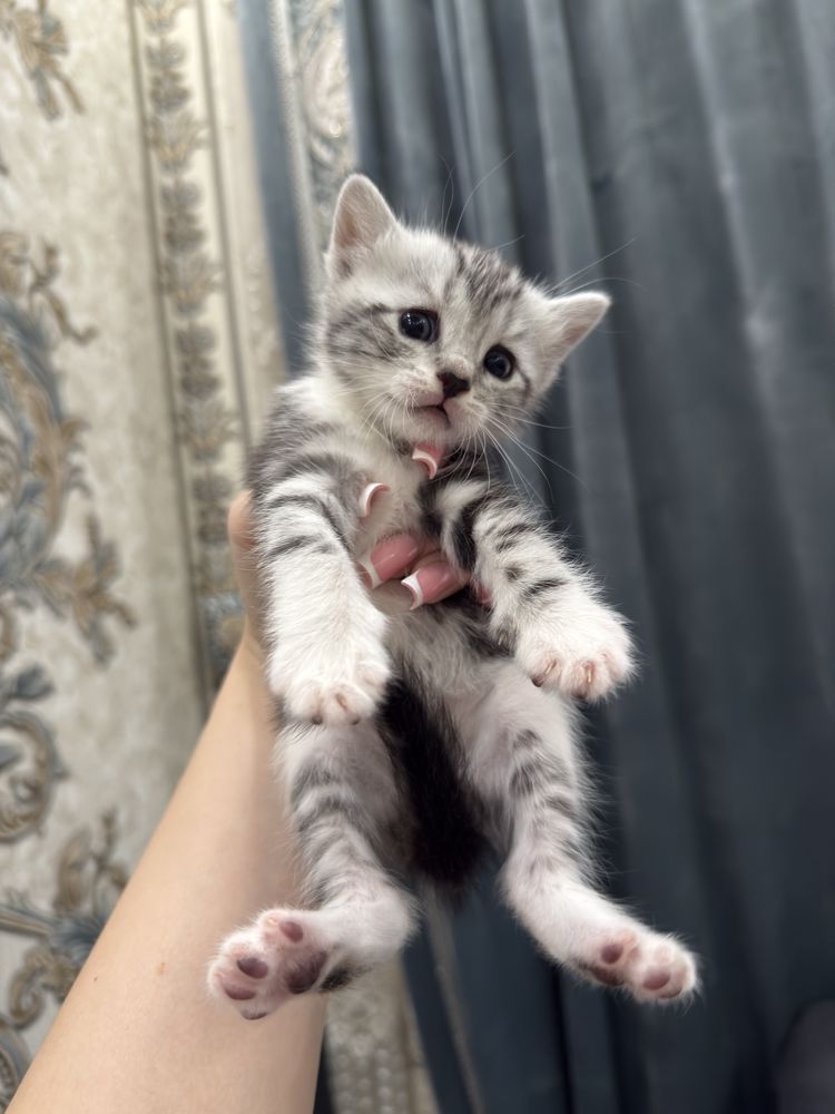 Шотландские котята