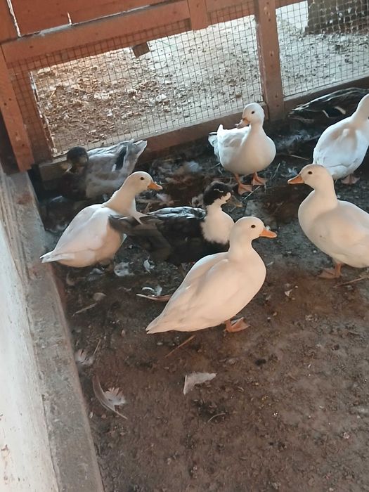 De vânzare rațe pitice olalandeze