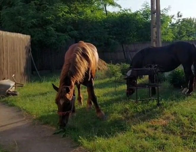 Cai de vanzare.Doua iepe frumoase ,ingrijite si iubite.