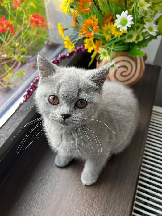 Pisica british shorthair blue