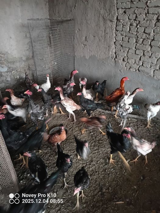 Жужала сотилади шу йилги