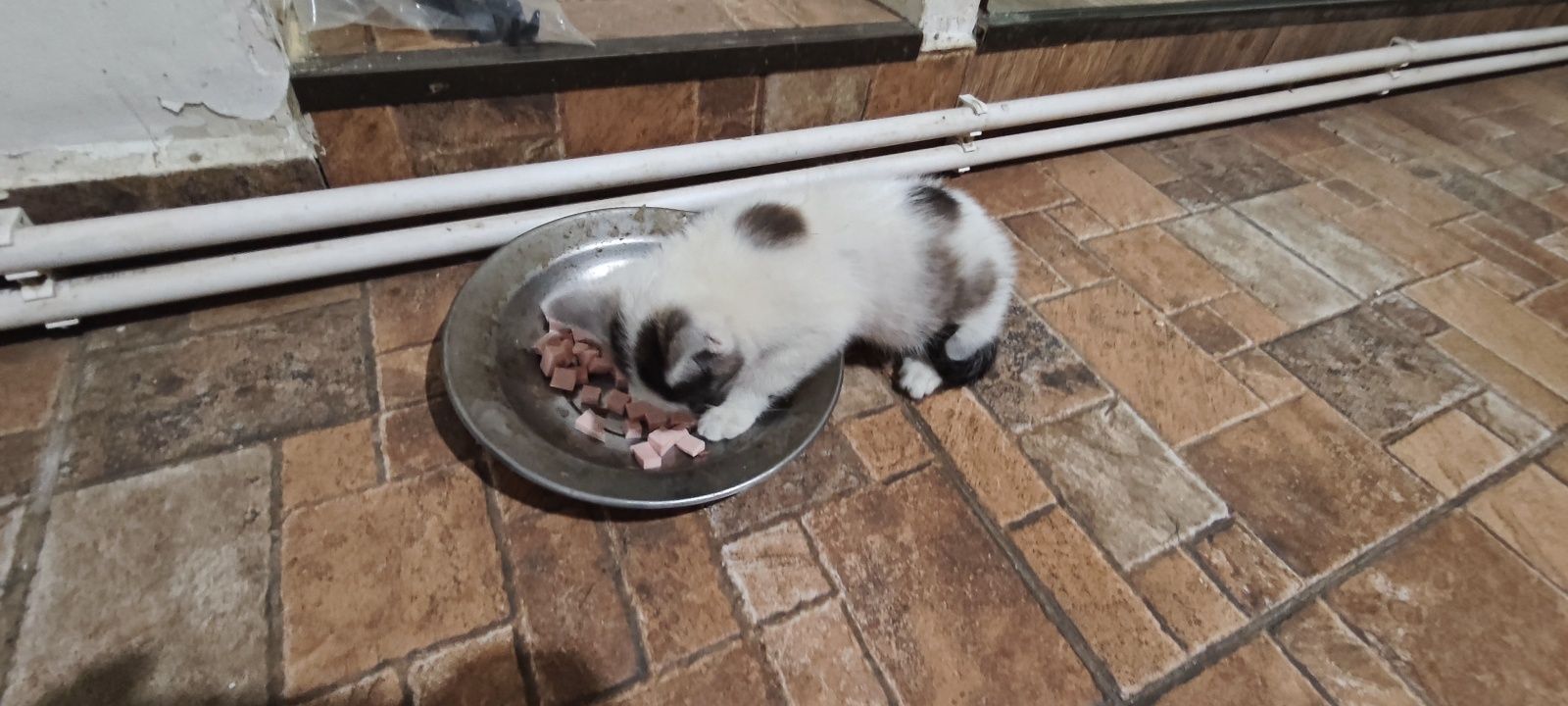 ofer spre adoptie pui de pisica