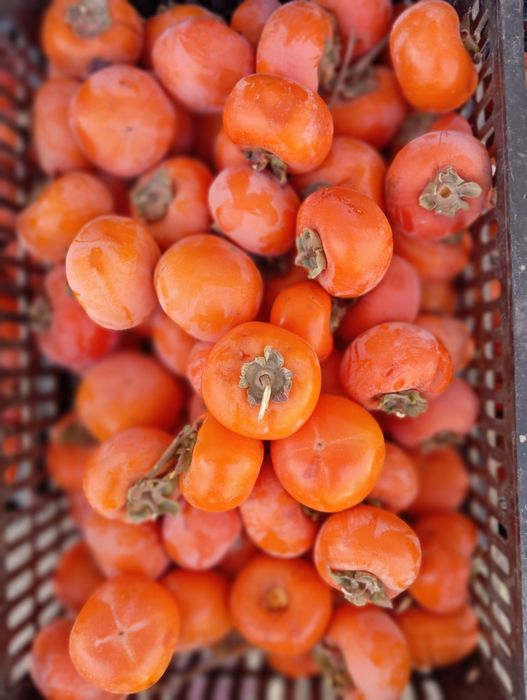 Хурмо оптом сотилади