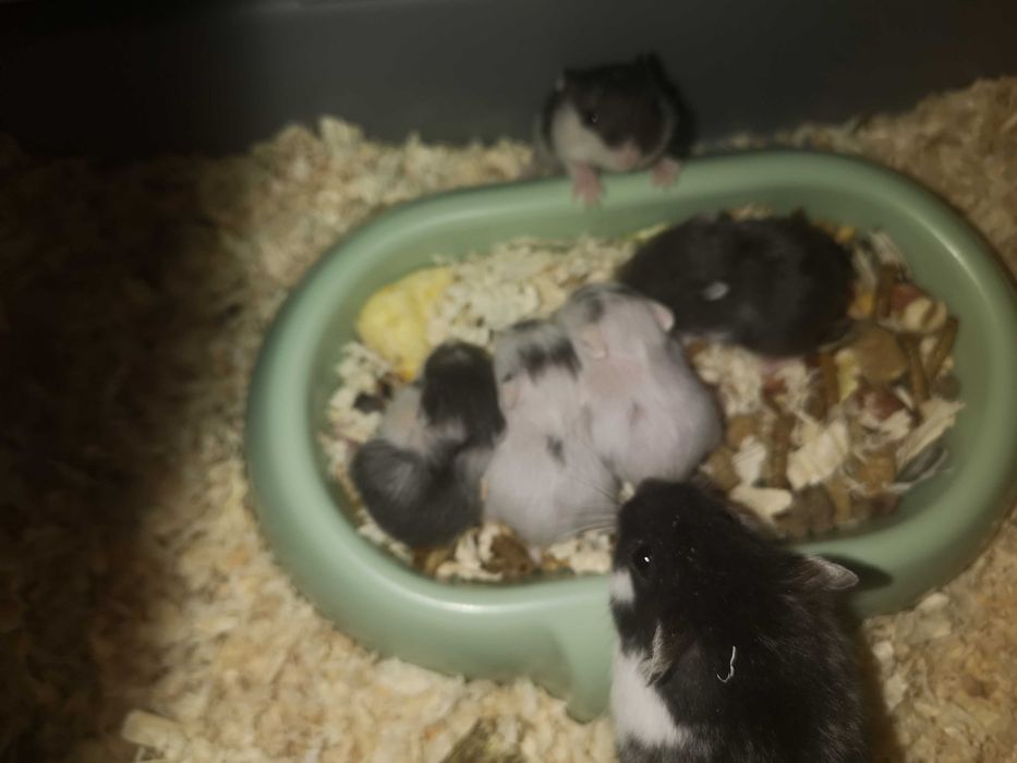 Hamsteri pitici de vanzare