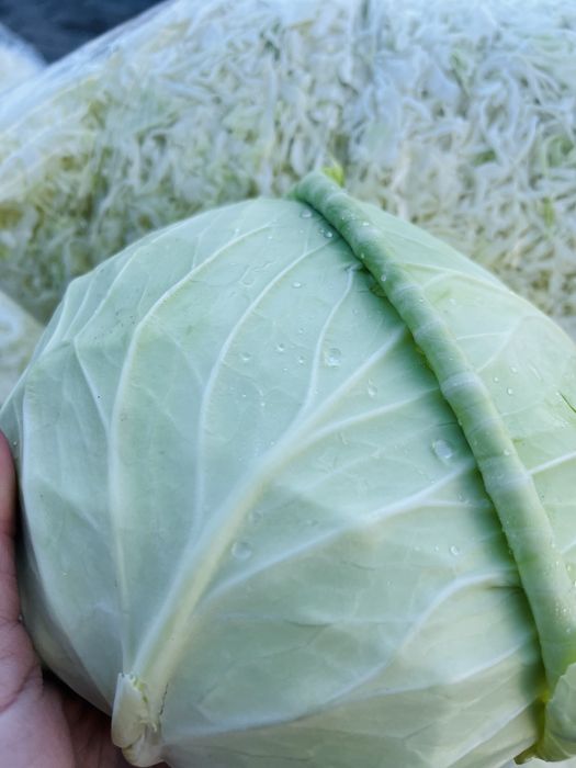 Vand varza din soiul Beverly hills