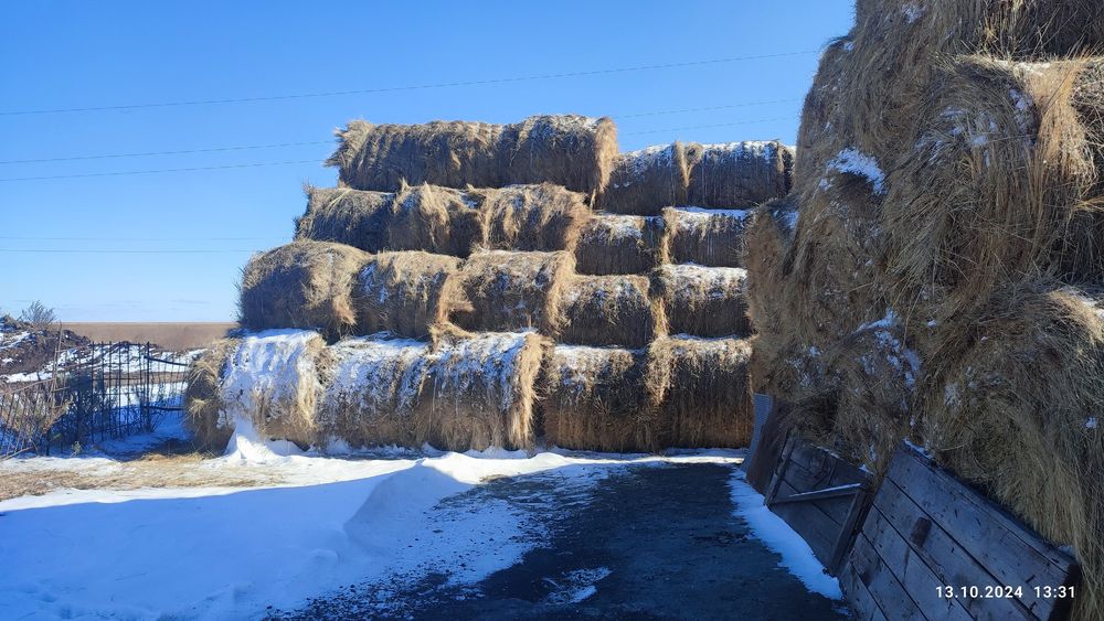 Продам сено в рулонах суданка 8 тыс, многолетка по 10-11самовывоз