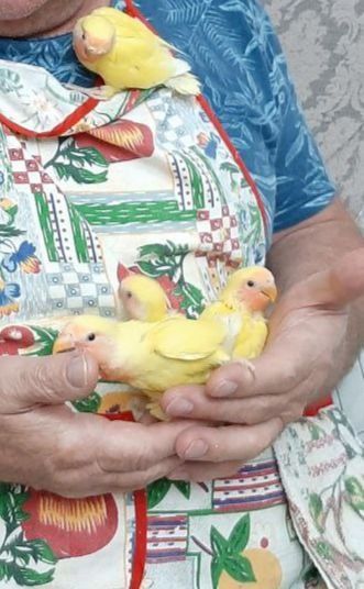 Попугаи неразлучники