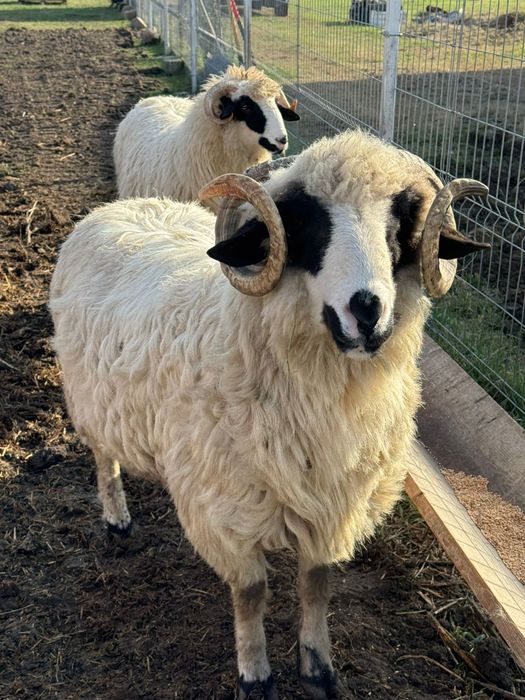 Vând un miel si un mior.