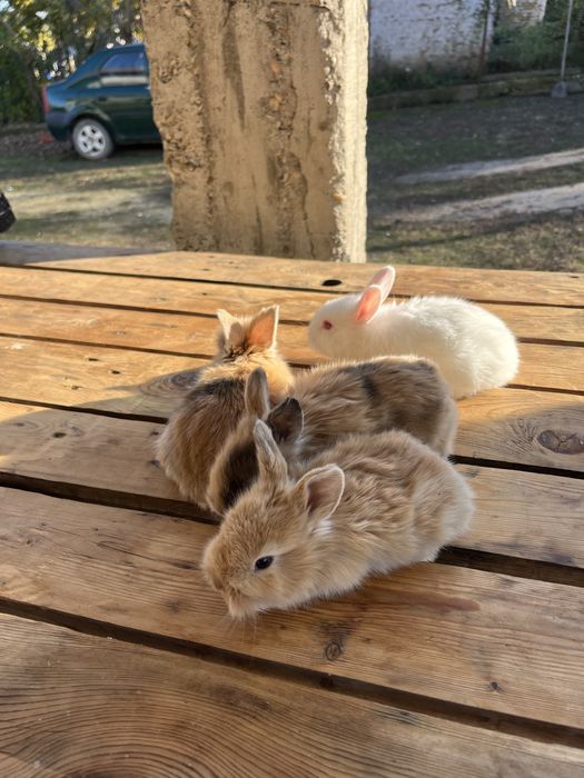 Vand iepuri cap de leu pitic