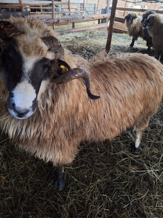 Berbeac de vanzare de taiat