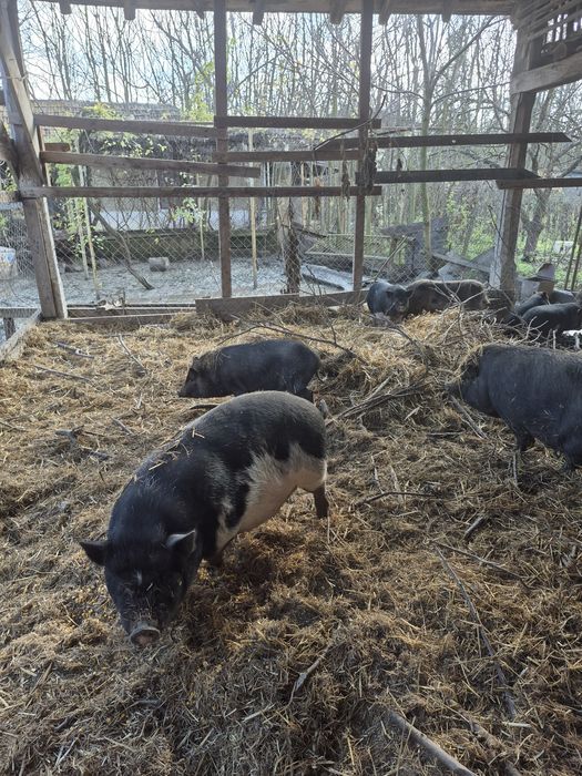 Виетнамски прасета