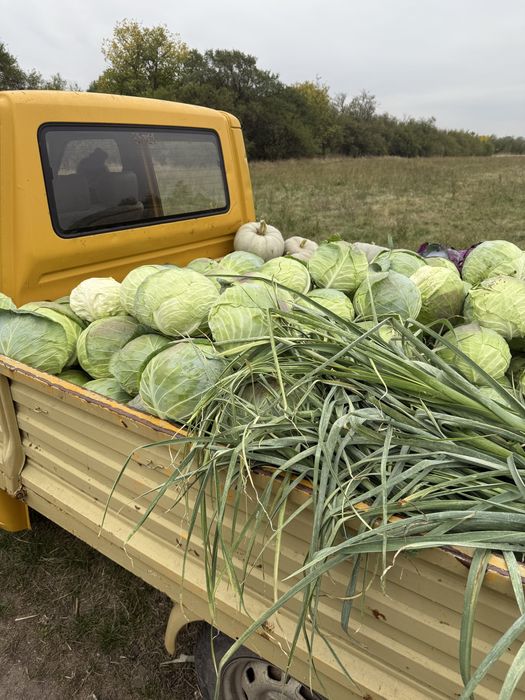 Протавам зеле за кисело и туршия