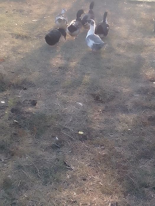 De vânzare găini pitici și rațe românești