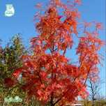 Pomi Ornamentali  sorbus dodong