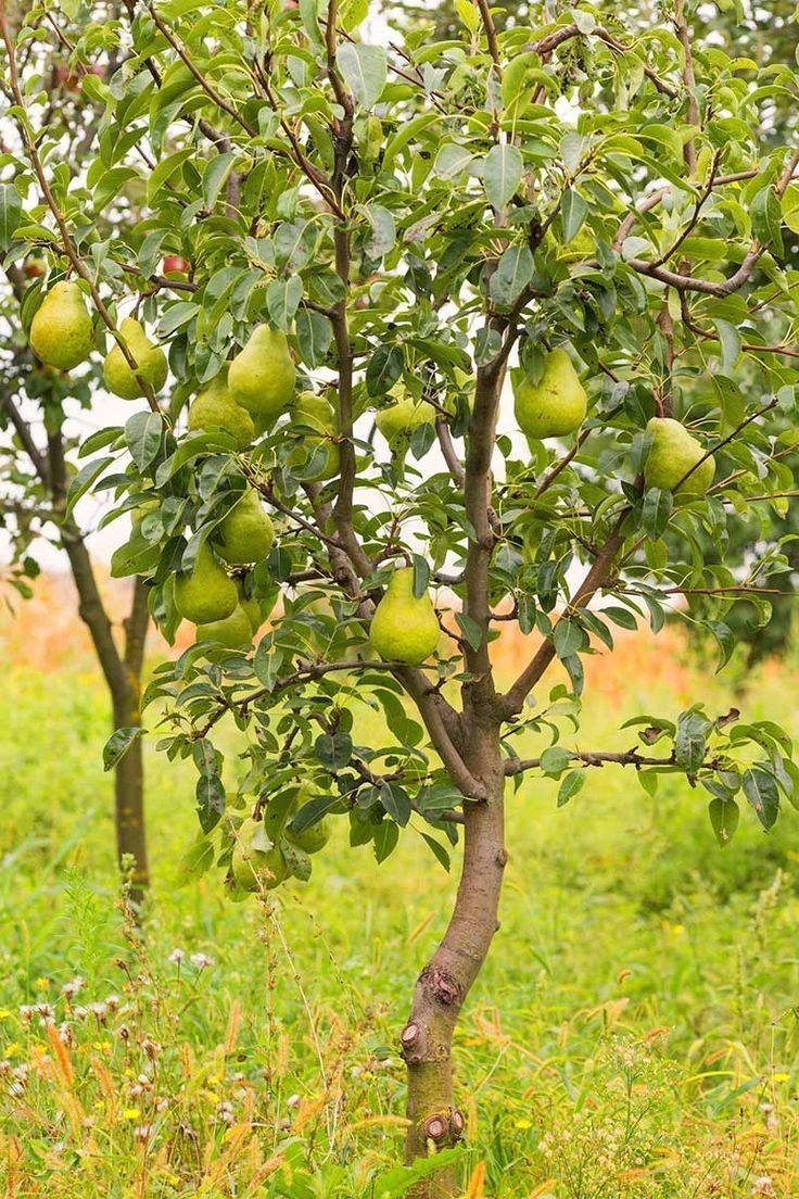 Pomi Pitici Dwarf ( Păr )