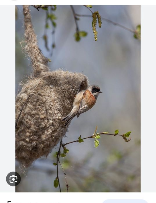 Гнездо ремеза лечебн куркултайдын уясы