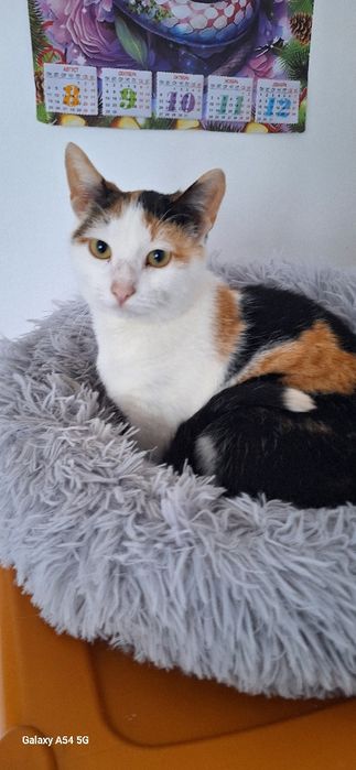 В добрые руки  девочка