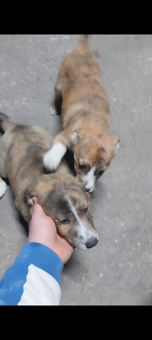 Ofer spre adopție doi cățeluși