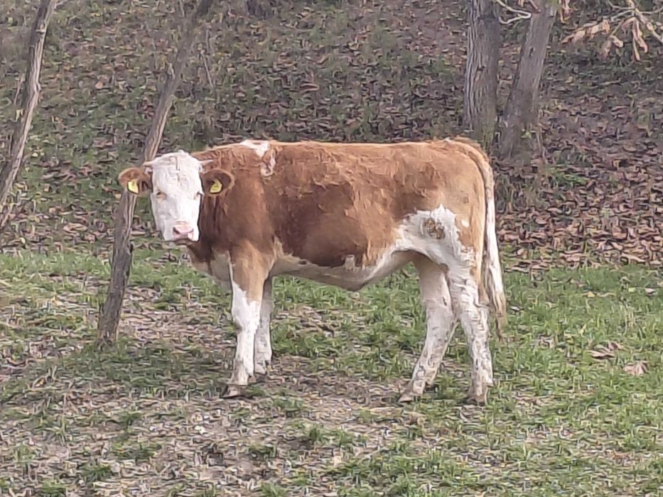 Junincă bălțată de vânzare