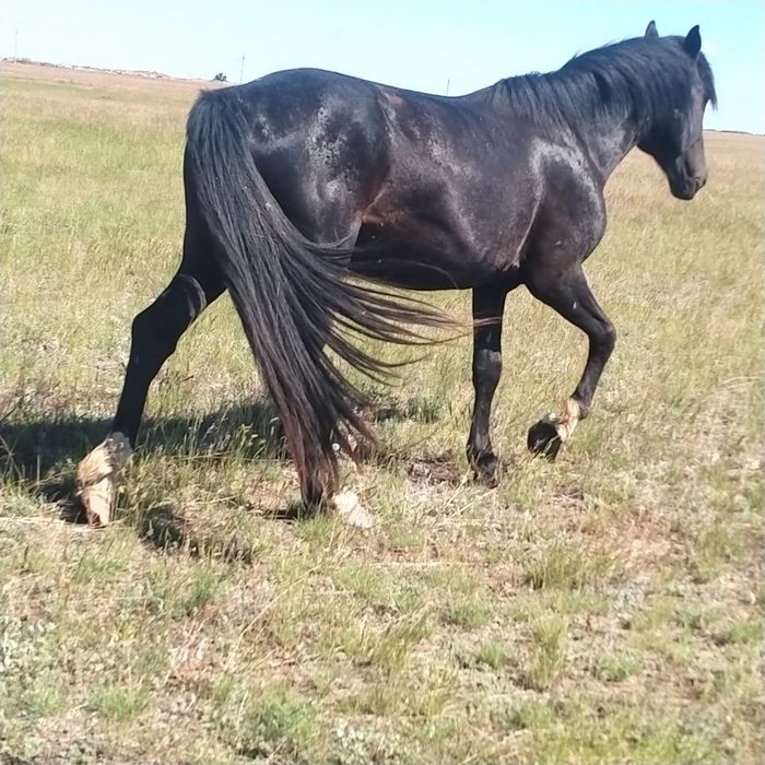 Продам косяк лошадей срочно