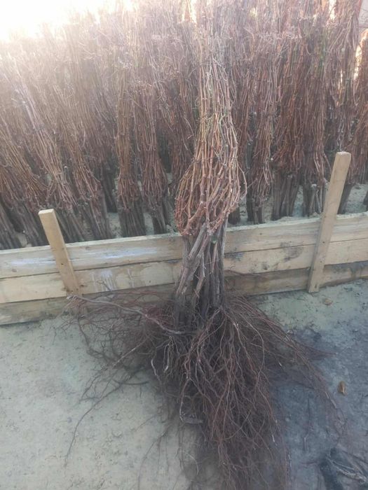 Vita de vie de calitate