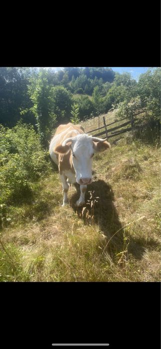 Vand vaca de 7 ani cu  vitea de 2 saptamani