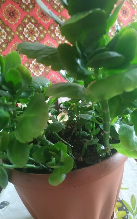 Цветок каланхоэ продам, большой горшок, большой пышный цветок