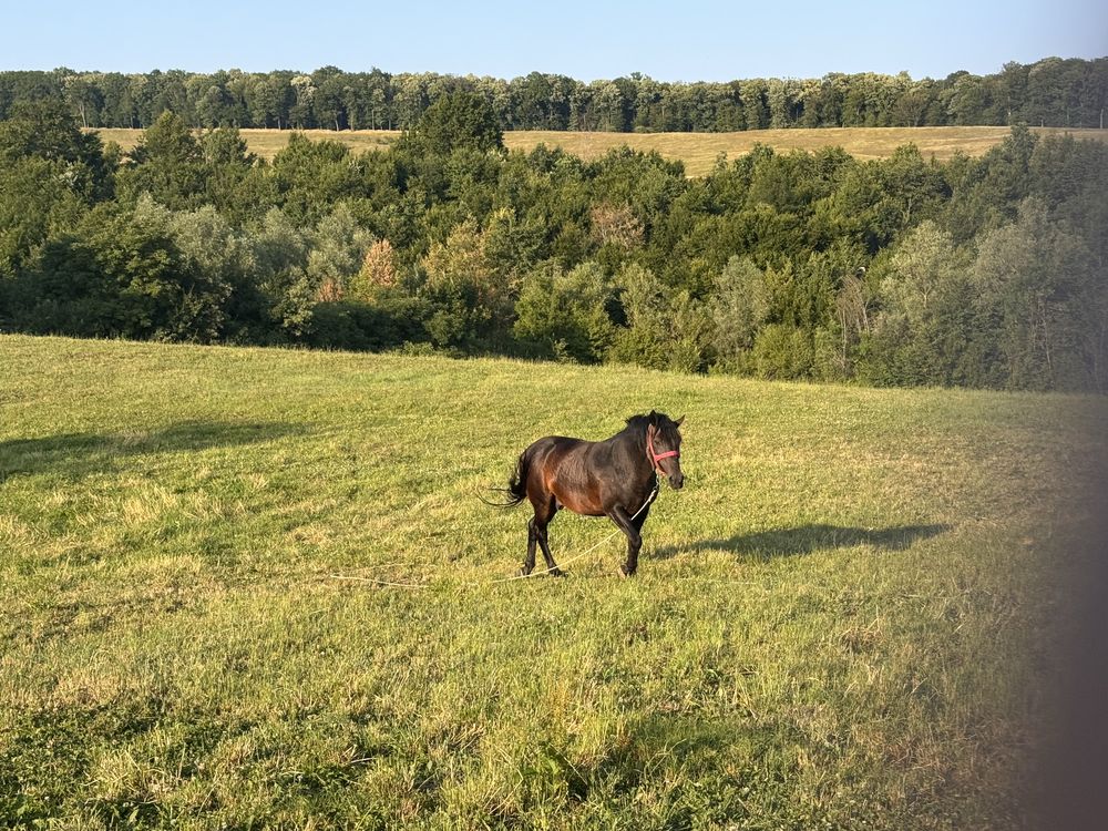 Cal de vanzare armasar