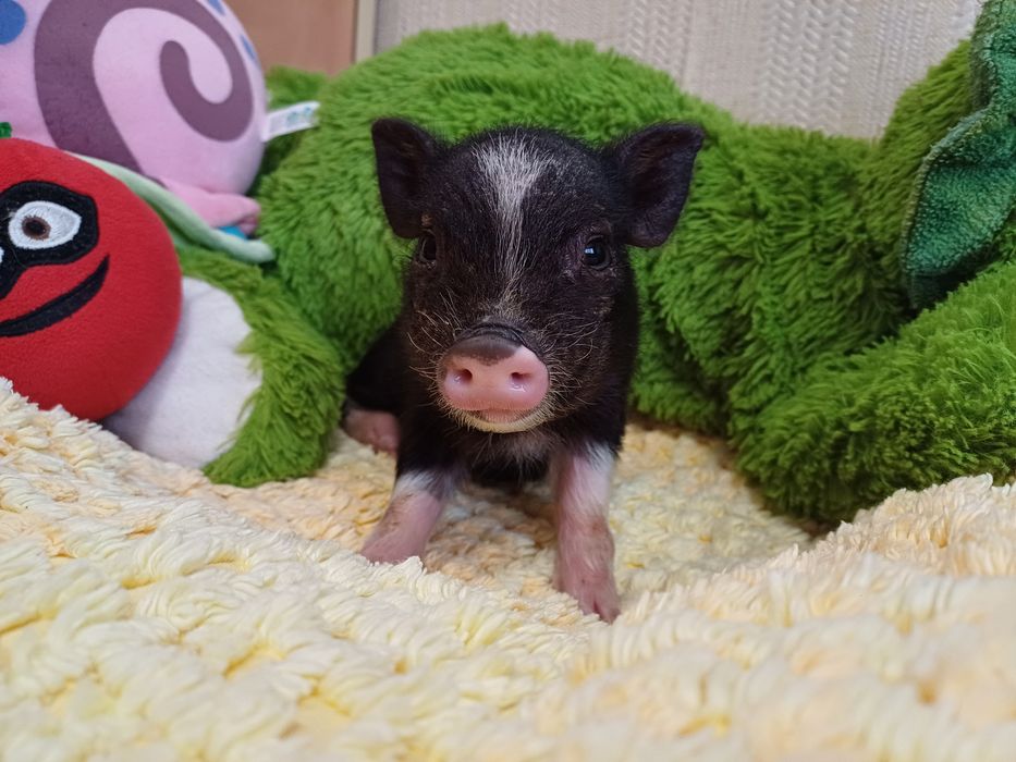 Мини прасенца / Декоративни прасета