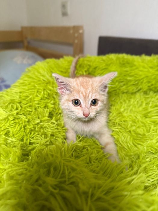 Котенок в добрые руки